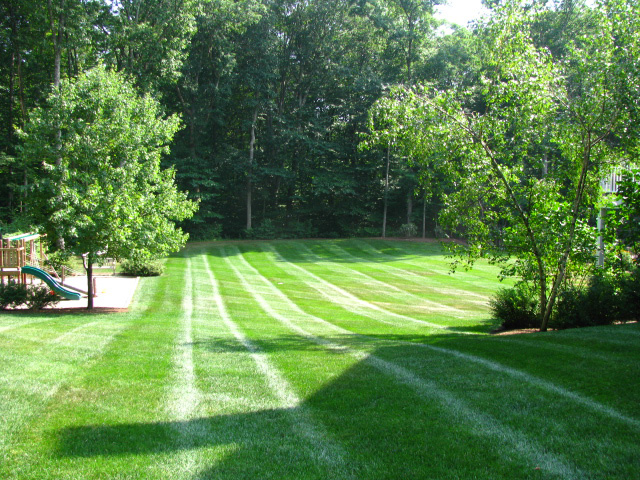 Lawn Turf